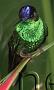 Hummingbird Garden Photo: Violet-Fronted Brilliant
